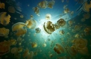 Увеличение количества медуз в морях, должно стать предостережением для человека