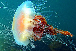  Испания подвергается атаке медуз 