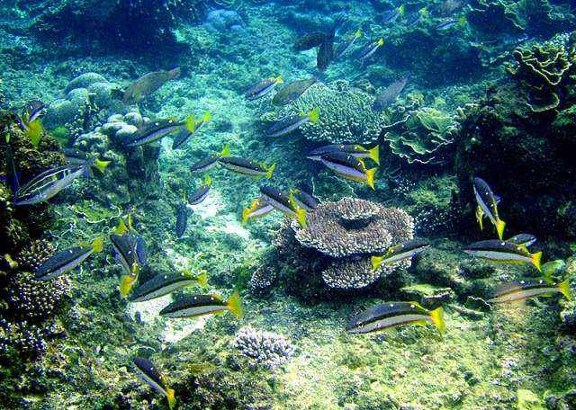 Коралловые острова оборудуют для туристов