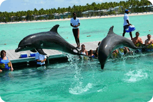 Где в Египте поплавать с дельфинами